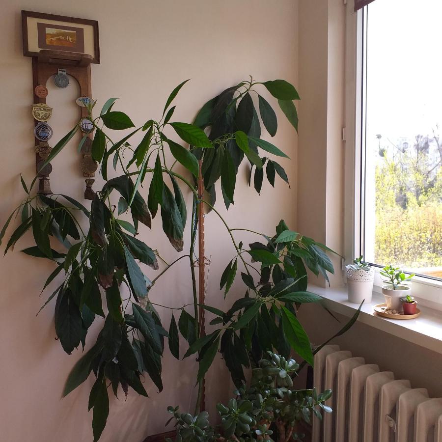 Wakacje Nad Morzem Gdansk Luaran gambar